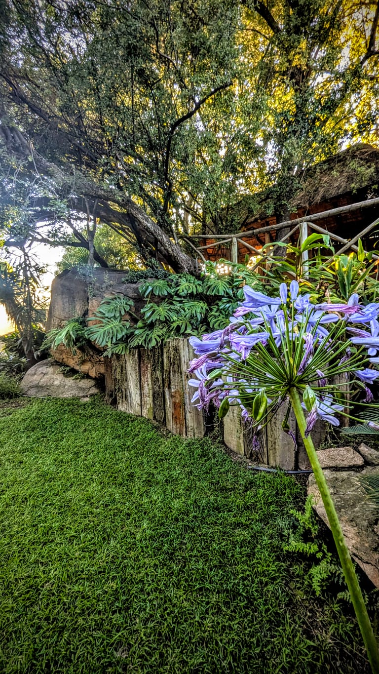 Purple flowers in planters